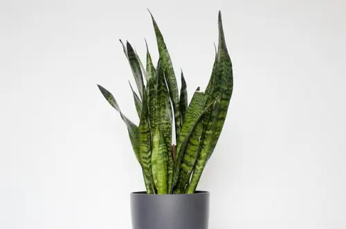 Cara Merawat Sansevieria agar Tumbuh Baik Memberi Sejuta Manfaat!