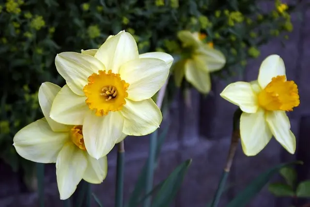 Daffodil, Bunga Hias Sarat Simbolis yang Tebar Banyak Manfaat
