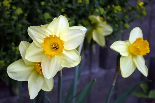 Daffodil, Bunga Hias Sarat Simbolis yang Tebar Banyak Manfaat