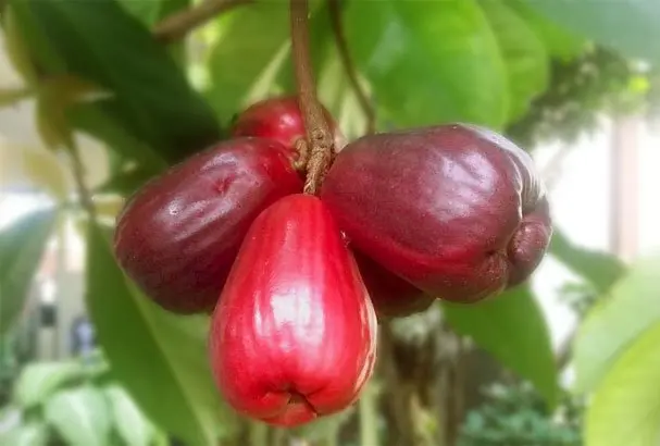 Menguak Rahasia Jambu Bol sebagai Tanaman Obat 