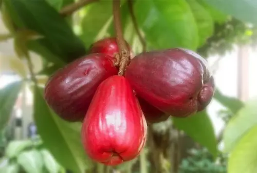 Menguak Rahasia Jambu Bol sebagai Tanaman Obat 