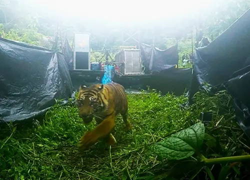 Penuh Haru, Sepasang Harimau Sumatera Kembali ke Habitat Alaminya