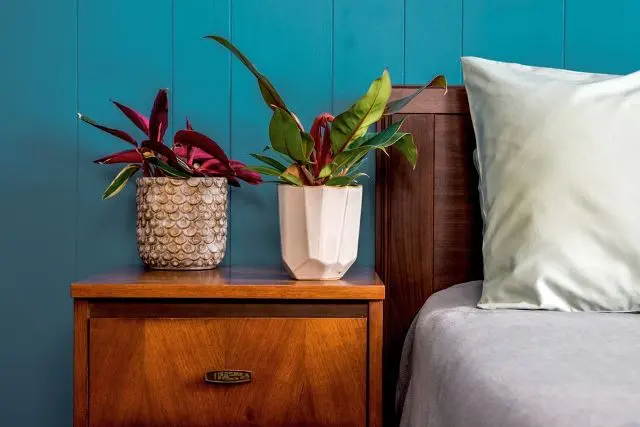 Segar, 6 Tanaman Hias Ini Bisa Ditempatkan di Kamar Tidur!