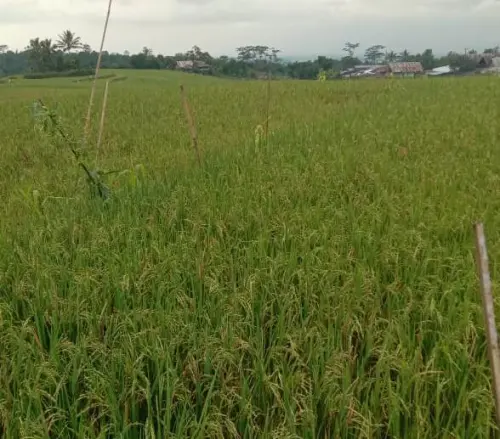 Tak Hanya Padi, 5 Komoditas Ini Juga Bisa Mengenyangkan