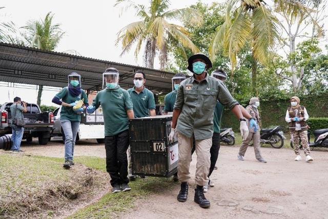 Repatriasi 11 Orangutan dari Negara Tetangga Lancar, Kini Mereka Tiba di Habitatnya