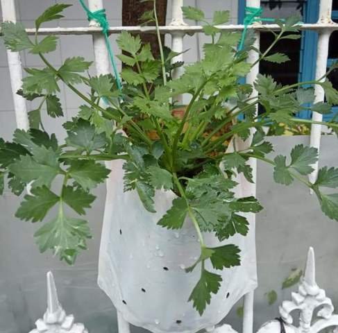 Sering Gagal, Begini Cara Menanam Seledri Organik di Pot agar Tumbuh Subur!