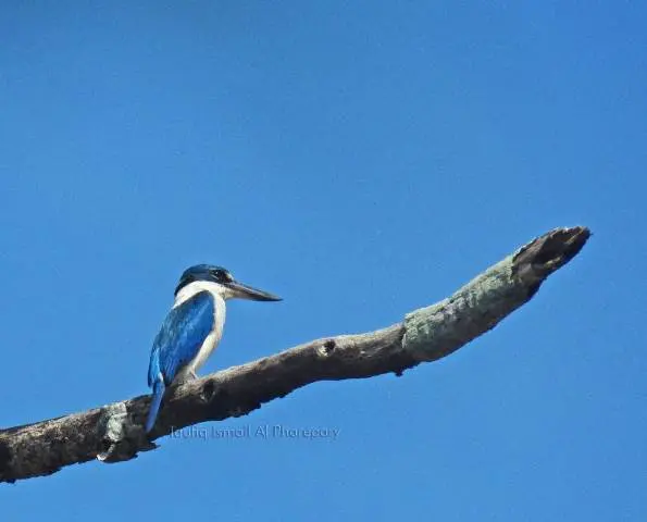 Cekakak sungai, Burung yang Dijuluki Si Pembawa Rezeki