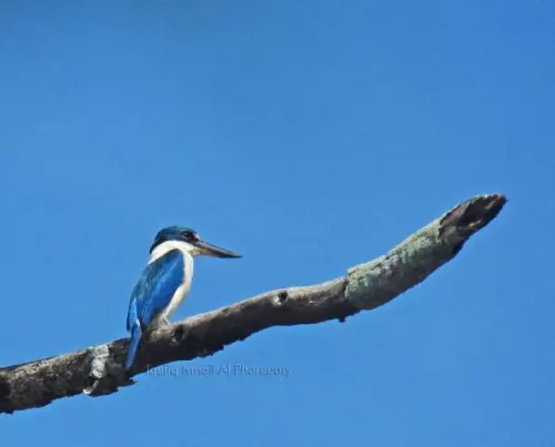 Cekakak sungai, Burung yang Dijuluki Si Pembawa Rezeki