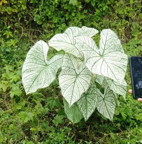 Cerita Seorang Petambak, Menanam Caladium di Pinggir Empang, dapat Godaan Selangit!