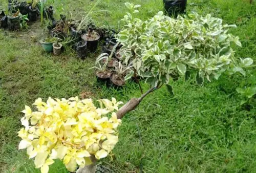 Ekologi Tanaman dan Bagaimana Lingkungan Memengaruhi Pertumbuhan Tanaman?