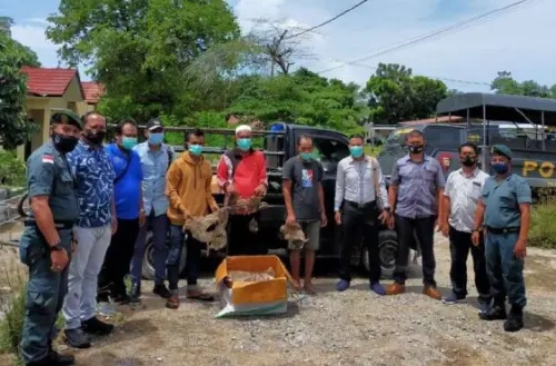 Gakkum KLHK Tahan Pemilik 300 kg Daging Rusa Ilegal di Labuan Bajo
