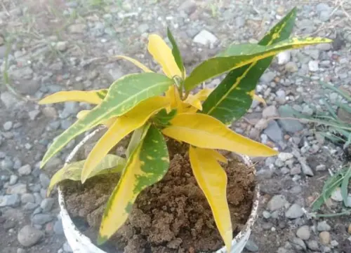 Jenis Puring yang Mudah Tumbuh, Murah Meriah, Menawan dan Kaya Manfaat