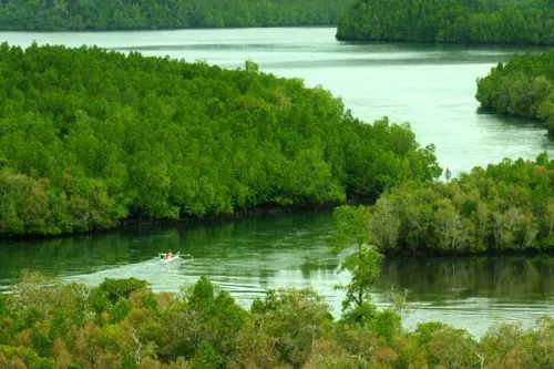 Mengalami Kerusakan Berat, Mangrove Kalsel Diusulkan Jadi Prioritas BRGM
