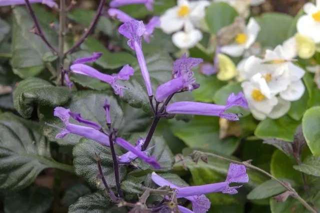 Mona Lavender, Tanaman Hias Berwarna Ungu yang Mekar Lebih Lama