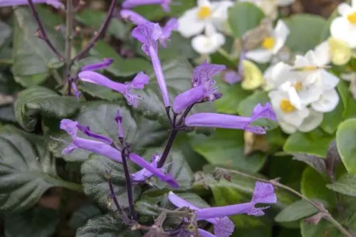 Mona Lavender, Tanaman Hias Berwarna Ungu yang Mekar Lebih Lama