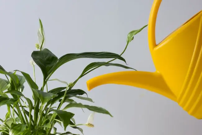 Penyebab Bunga Peace Lily Anda Sekarat dan Cara Memulihkannya!