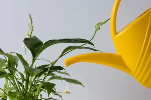 Penyebab Bunga Peace Lily Anda Sekarat dan Cara Memulihkannya!