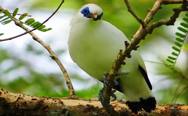 Ratusan Ekor Jalak Bali Kembali Berkicau Bebas di Habitat Alaminya