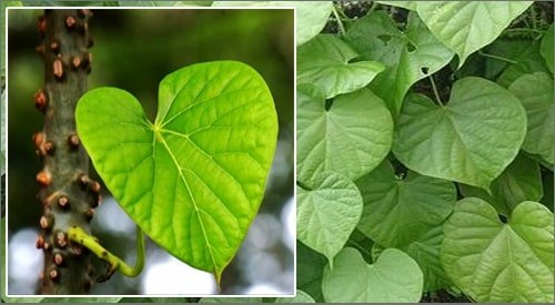 7 Tumbuhan Ini Ampuh Mengatasi Asam Urat