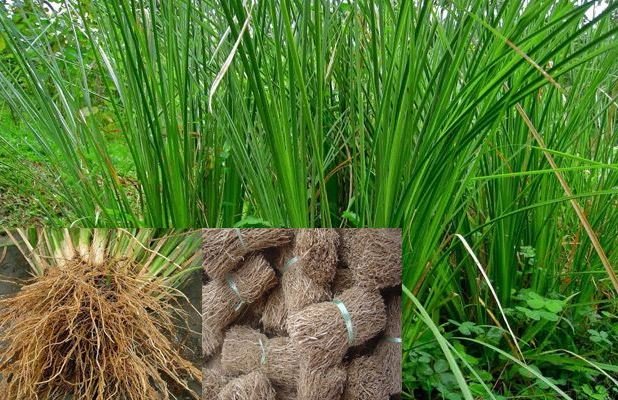 Akar Wangi, Tanaman Konservasi Pengendali Erosi yang Multiguna