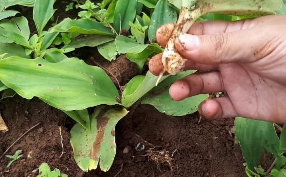 Cara Menanam dan Budi Daya Kencur agar Tumbuh Baik dan Optimal