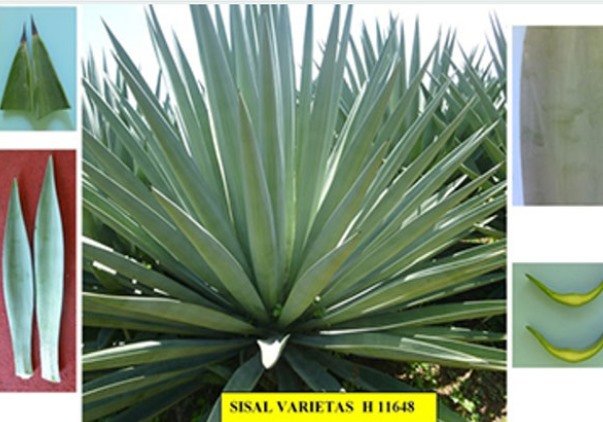 Mengenal Agave Sisalana, Tanaman yang Bisa Diolah Jadi Bahan Kerajinan