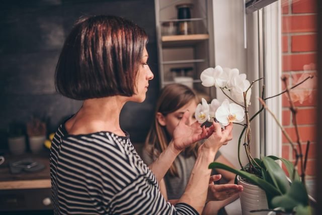 Mengenal Anggrek Bulan (Phalaenopsis) dan Cara Merawatnya