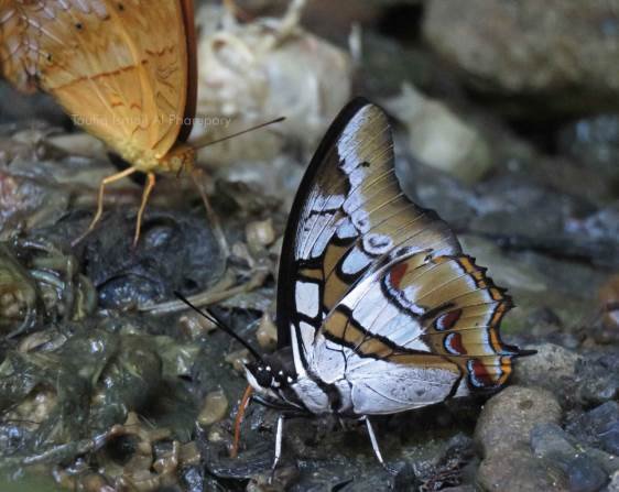 Polyura Cognata, Kupu-kupu Menawan dari Sulawesi
