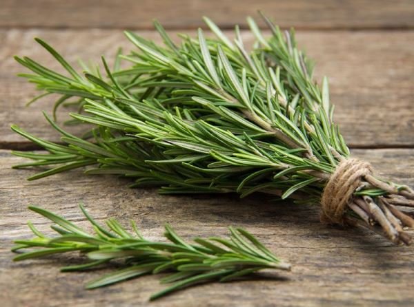 Rosemary, Tanaman Herbal Aromaterapi dengan 8 Manfaat Mengejutkan!