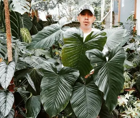 Masalah yang Kerap Melanda Tanaman Philodendron Verrucosum dan Cara Mengatasinya