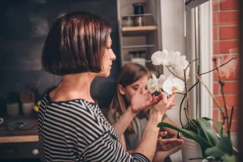 Mengenal Anggrek Bulan (Phalaenopsis) dan Cara Merawatnya
