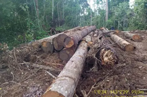 Pembalakan Liar Kayu Marak di 5 Provinsi, Transaksinya Penuh Intrik
