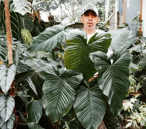 Philodendron Verrucosum, Tanaman Hias dengan Daun Istimewa Plus Cara Merawatnya