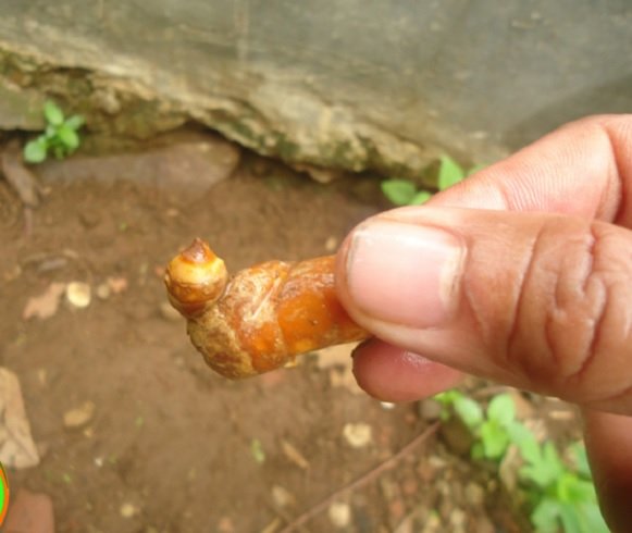 Tertarik Menanam Kunyit dalam Pot? Begini Caranya!