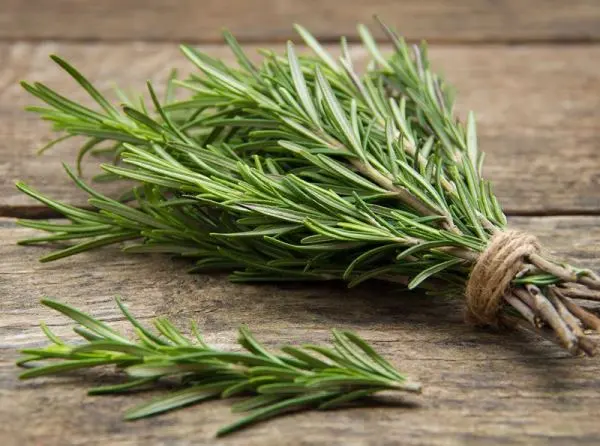 Rosemary, Tanaman Herbal Aromaterapi dengan 8 Manfaat Mengejutkan!