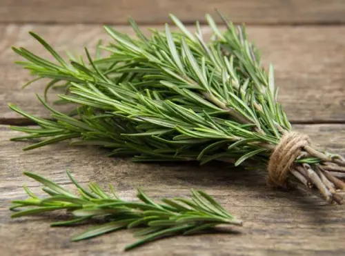 Rosemary, Tanaman Herbal Aromaterapi dengan 8 Manfaat Mengejutkan!