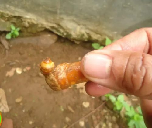 Tertarik Menanam Kunyit dalam Pot? Begini Caranya!