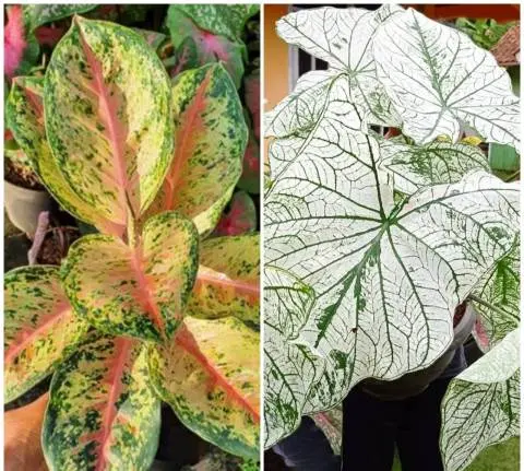 Wajib Dicoba, 4 Cara Ini Ampuh Usir Hama pada Tanaman Aglaonema dan Caladium!