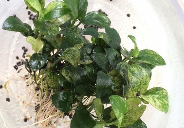 Anubias Pinto, Tanaman Mungil yang Bisa Buat Anda Terancam Kaya