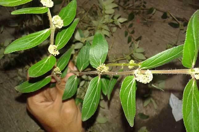 Daun Patikan Kebo, Tumbuhan Liar yang Manfaatnya Jangan Disepelekan