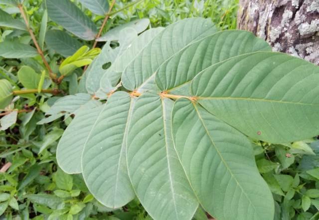 Ketepeng Cina, Tanaman Liar yang Ditakuti Kurap dan Panu