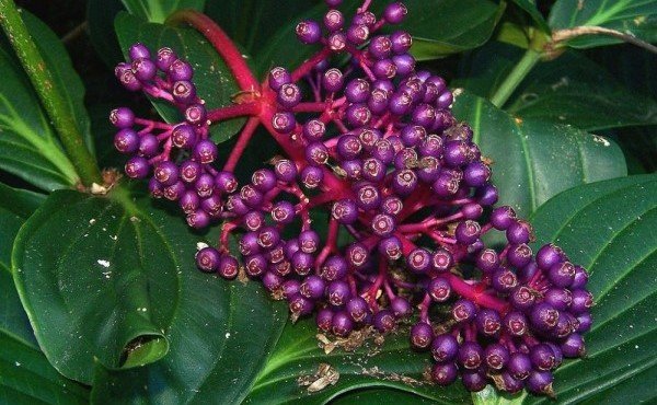 Parijoto, Tanaman Liar yang Menjelma Jadi Tanaman Hias Sekaligus Obat