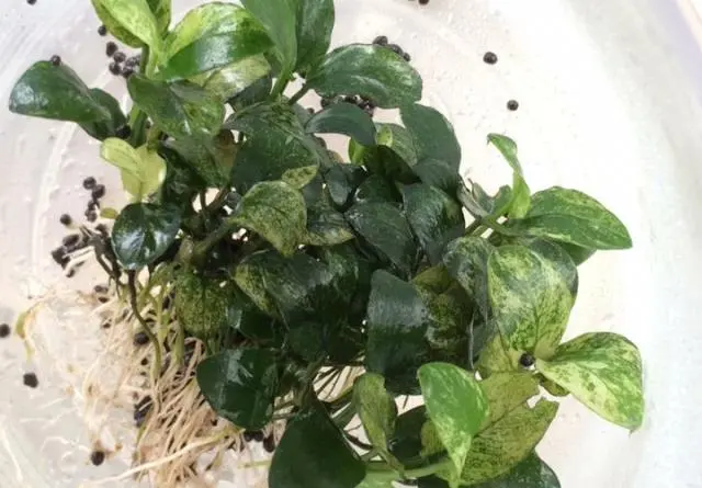 Anubias Pinto, Tanaman Mungil yang Bisa Buat Anda Terancam Kaya