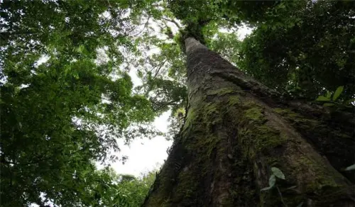 Mengenal Merbau, Kayu Khas Indonesia Berkelas Dunia yang Terancam Punah