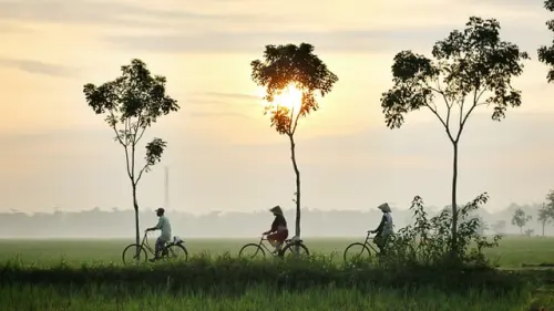 Mengenal Pohon, Tipe-tipe Pohon dan Fakta Penting di Baliknya!