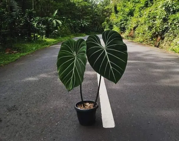 Philodendron Glosarium dan 7 Pertanyaan Penting Seputar Cara Perawatannya!