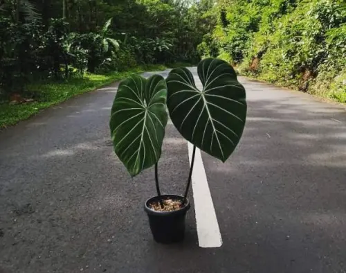 Philodendron Glosarium dan 7 Pertanyaan Penting Seputar Cara Perawatannya!