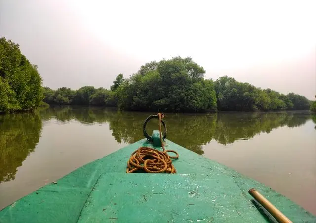 Restorasi Mangrove Kritis Jadi Perhatian Bersama demi Redam Dampak Perubahan Iklim