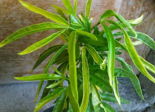 Teruji Secara Ilmiah, Tanaman Obat Zodia Ampuh Atasi Nyamuk DBD