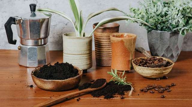Bagaimana Menaruh Ampas Kopi sebagai Penyubur Tanaman Anda?